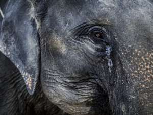 Mladí dokumentaristé z Čech jedou do Afriky natáčet o boji proti pytlákům slonů