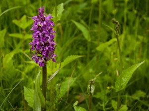 Na louce v Jizerských horách rozkvetly vzácné orchideje