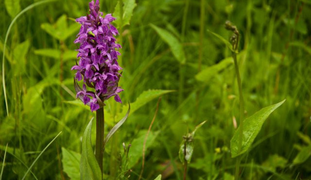 Na louce v Jizerských horách rozkvetly vzácné orchideje
