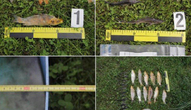 Muži z Hrádku se kdosi snaží zlikvidovat chov ryb, už podruhé mu je nejspíš někdo otrávil