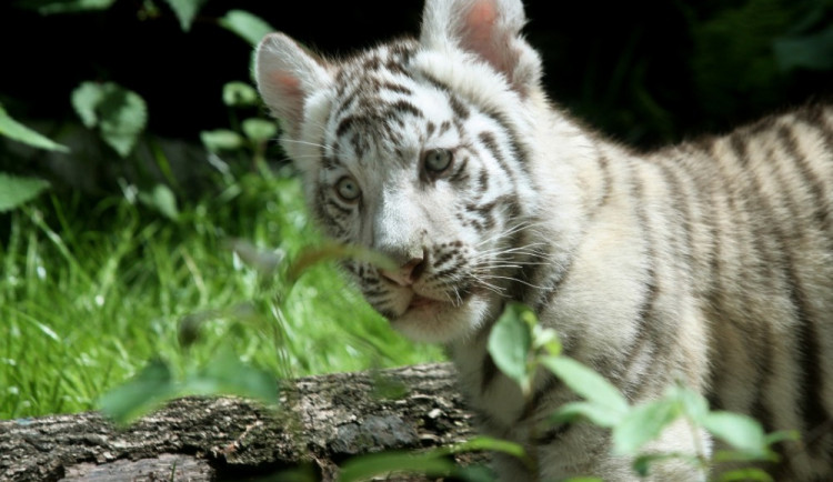 Tygřata už si užívají venkovní výběh.