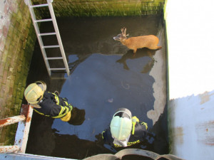 Hasiči zachraňovali srnce, který spadl do jímky
