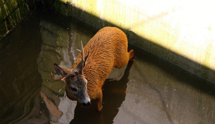Hasiči zachraňovali srnce, který spadl do jímky