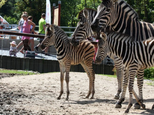 Zoologická zahrada láká na červnová mláďata. K vidění jsou malé zebry i osel