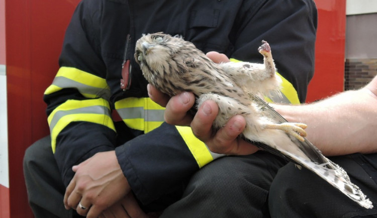 Uvězněná poštolka by bez pomoci hasičů nepřežila