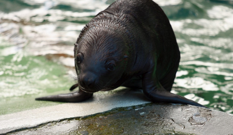 Lachtance Amalii je přesně rok. Kritické časy zvládla jen díky péči ošetřovatelů