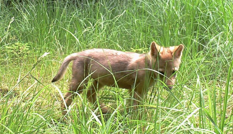 Vlčí smečka u Kokořína se rozrostla nejméně o čtyři mláďata