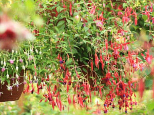 Na zahradě v Liberci rozkvetlo asi 1300 fuchsií