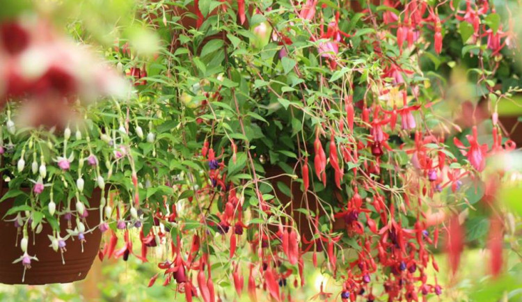 Na zahradě v Liberci rozkvetlo asi 1300 fuchsií