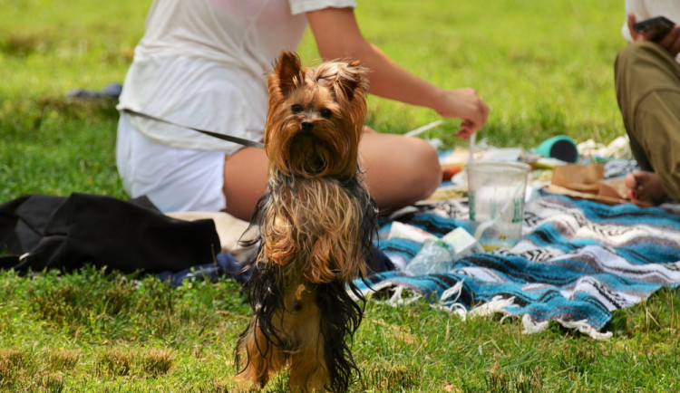 Piknik, pétanque i kapela. Frýdlant připravuje večer ve francouzském stylu