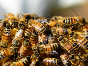 Vězni ve Stráži pod Ralskem se nově starají o včely
