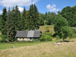 Liberecký kraj nahradil na vzácné louce sekačky stádem ovcí