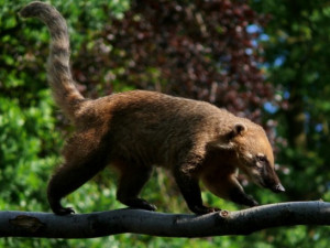 Nařízení o regulaci nepůvodních druhů se v liberecké zoo dotkne 3 druhů
