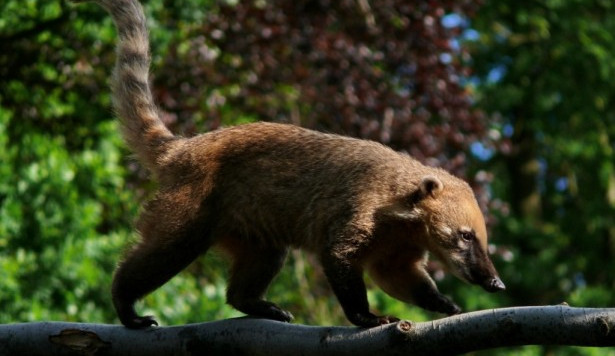 Nosál červený v liberecké zoo