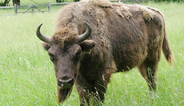 Zubři by mohli spásat louky, stát by ušetřil miliony, tvrdí vědci