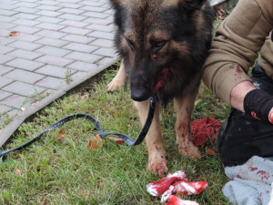 Nehoda dvou aut si vyžádala zranění jednoho člověka a psa