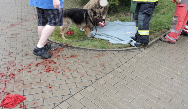 Nehoda dvou aut si vyžádala zranění jednoho člověka a psa