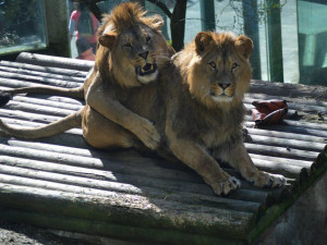 V liberecké zoo slavili lvi berberští třetí narozeniny