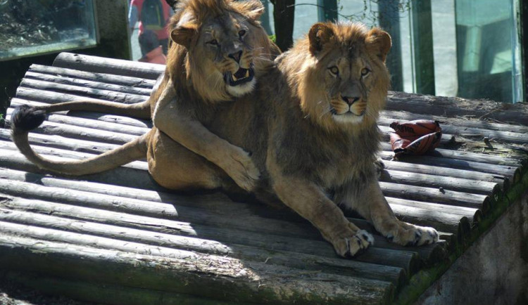 V liberecké zoo slavili lvi berberští třetí narozeniny