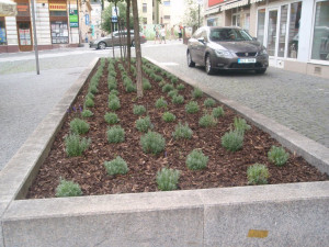 Záhon v Zámečnické ulici s levandulí.