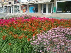 Rozkvetlý záhon v Zámečnické ulici