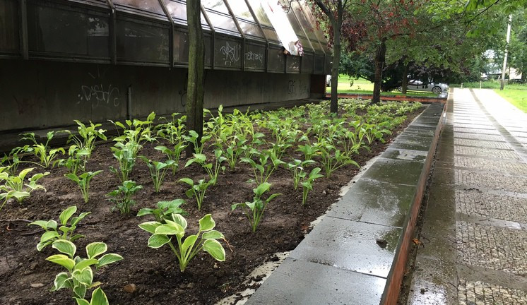 Nový záhon u kulturáku.