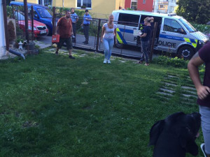Msta za štěkot? V Růžodole kdosi polil psa kyselinou