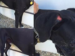 Msta za štěkot? V Růžodole kdosi polil psa kyselinou