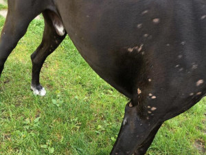 Msta za štěkot? V Růžodole kdosi polil psa kyselinou