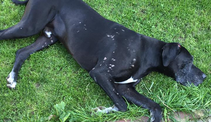 Msta za štěkot? V Růžodole kdosi polil psa kyselinou