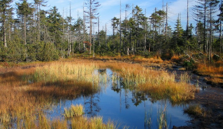 Rašeliniště v Jizerských horách by mělo přestat vysychat