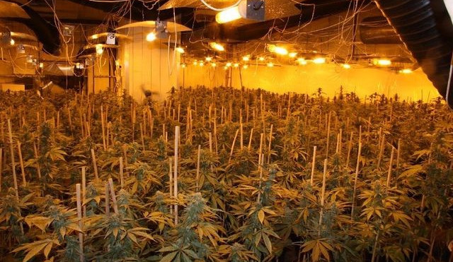 Pěstírn ve Vratislavicích nad Nisou