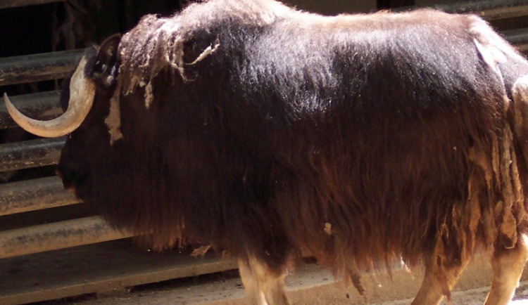 Liberecká zoo po více než čtvrtstoletí přestane chovat pižmoně