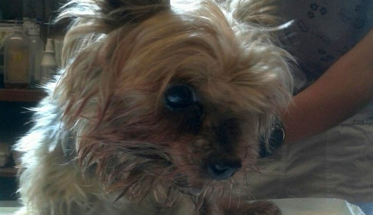 Yorkšír čeká na páníčka.