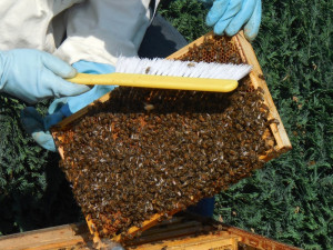Liberecký kraj znovu podpořil včelaře. Rozdělil mezi ně přes milion korun