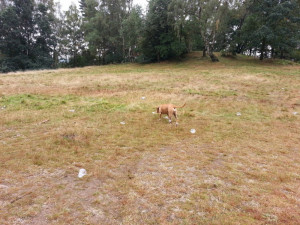 Nepořádek po pouti