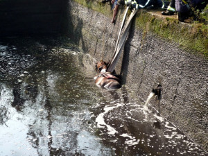 Hasiči zachraňovali koně z hluboké jímky. Vyprostit se ho podařilo až speciální sítí
