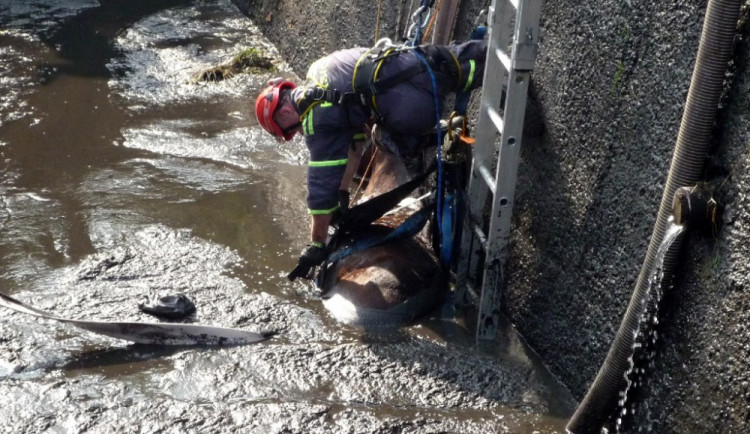 Hasiči zachraňovali koně z hluboké jímky. Vyprostit se ho podařilo až speciální sítí