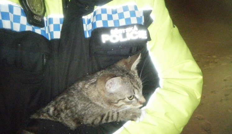 Zachráněná kočka