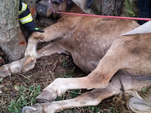Hasiči vyprošťovali koně ležícího mezi kmeny stromů