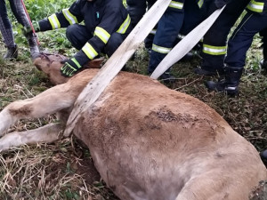 Hasiči vyprošťovali koně ležícího mezi kmeny stromů