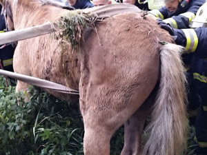 Hasiči vyprošťovali koně ležícího mezi kmeny stromů