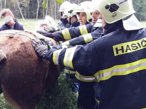 Hasiči vyprošťovali koně ležícího mezi kmeny stromů