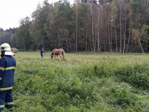 Hasiči vyprošťovali koně ležícího mezi kmeny stromů