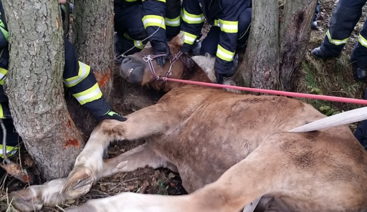 Hasiči vyprošťovali koně ležícího mezi kmeny stromů