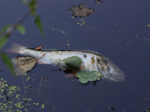 Za úhynem ryb u Jilemnice je závada na dešťové kanalizaci Devra