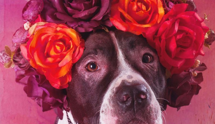 I letos můžete pomoci zvířatům v nouzi nákupem kalendáře