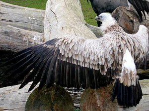 Liberecká zoo má poprvé supy himálajské, jde o první odchov v tuzemsku