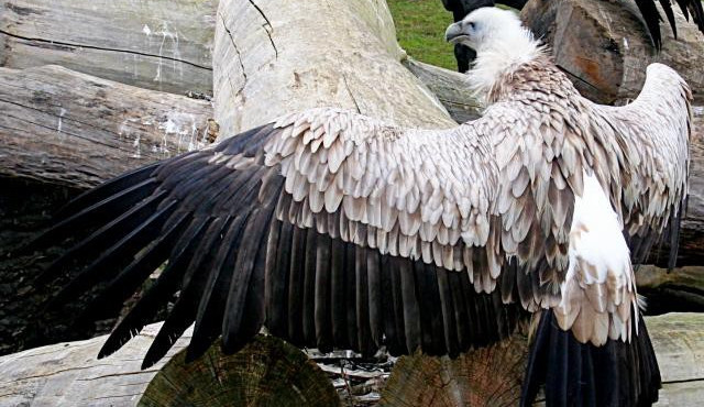 Ilustrační foto; sup himalájský