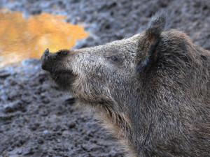 Myslivci se chystají na odstřel prasat, zapojí se do něj 30 až 40 lidí